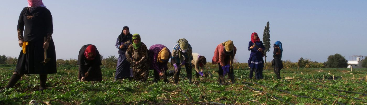 Women agricultural workers in Sour, Lebanon Syrian women working on farms in Sour in southern Lebanon.